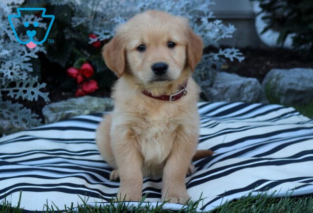 Boston Golden image