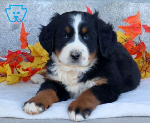 Breeze Bernese Mtn Dog