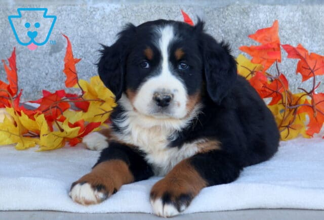 Breeze Bernese Mtn Dog image