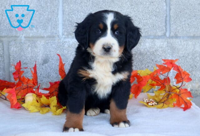 Breeze Bernese Mtn Dog2 image