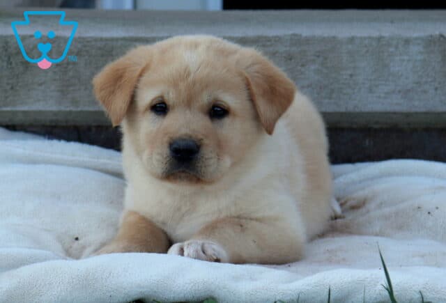 Bronx Akita Mix image