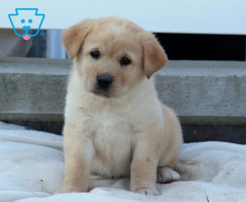 Bronx Akita Mix2