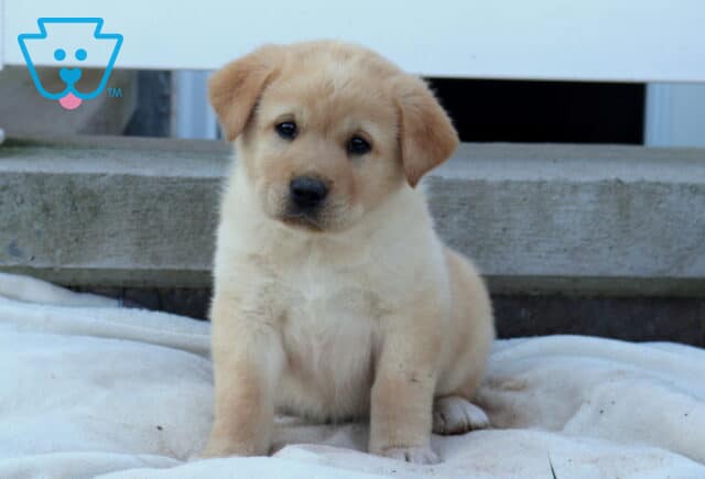 Bronx Akita Mix2 image