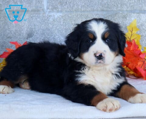 Bronx Bernese Mtn Dog