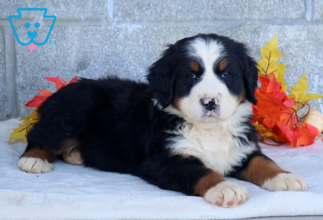 Bronx Bernese Mtn Dog image