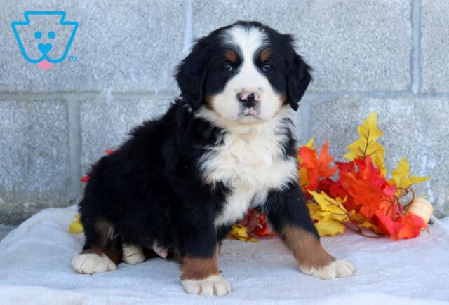 Bronx Bernese Mtn Dog2 image