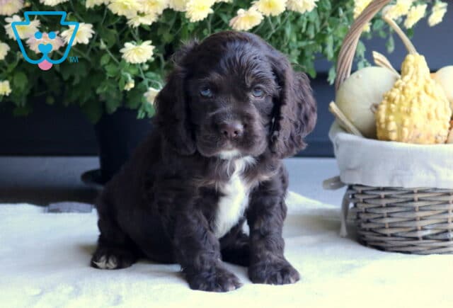 Bronx Cocker image