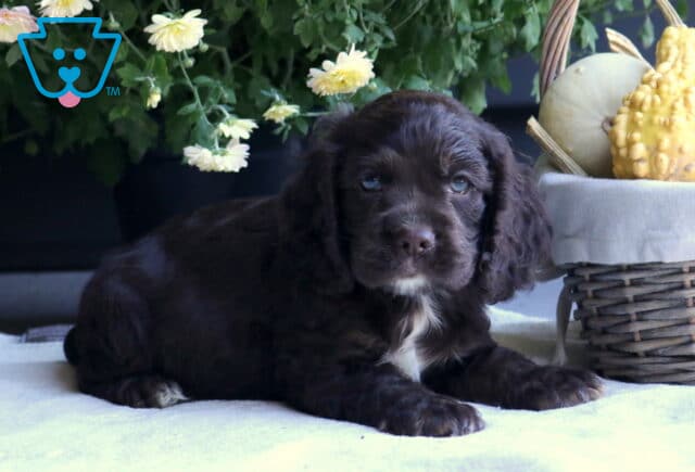 Bronx Cocker2 image