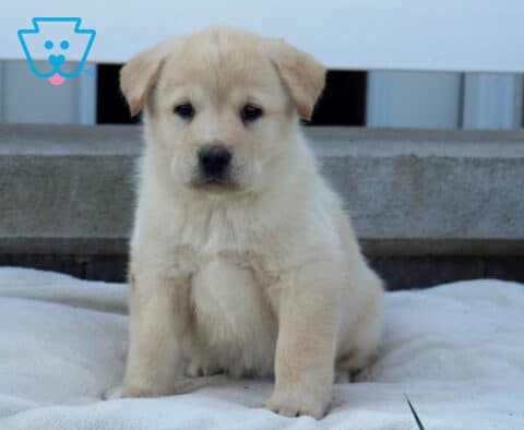 Brook Akita Mix