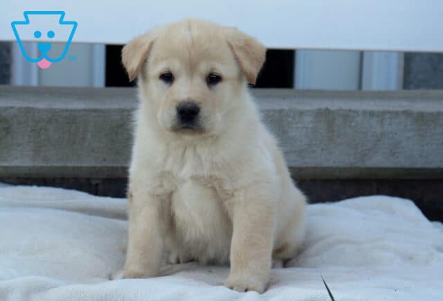 Brook Akita Mix image