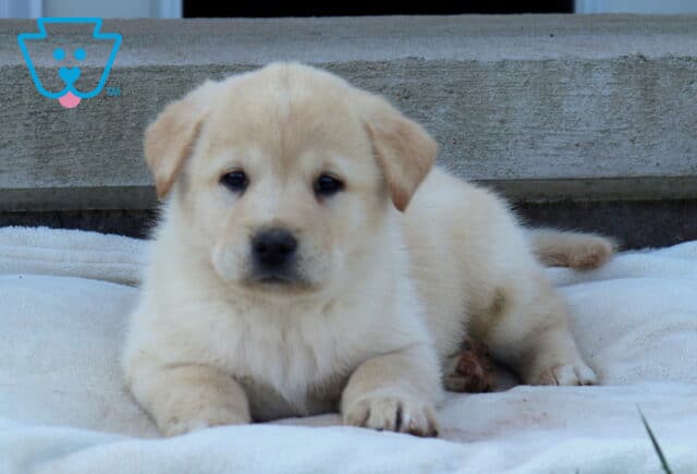 Brook Akita Mix2 image