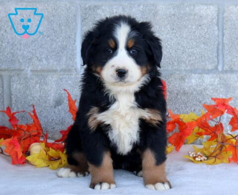 Brooklyn, an adorable Bernese Mountain Dog puppy with a fluffy black, white, and rust-colored coat, sitting sweetly on a soft white blanket surrounded by colorful autumn leaves in Lititz, PA.