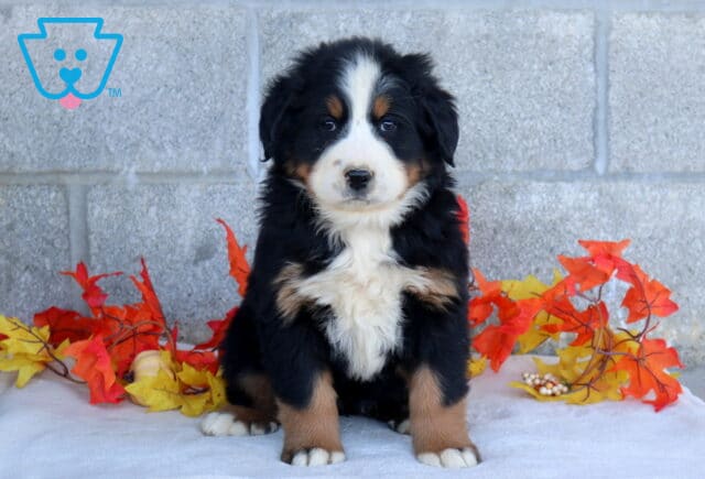 Brooklyn Bernese Mtn Dog image