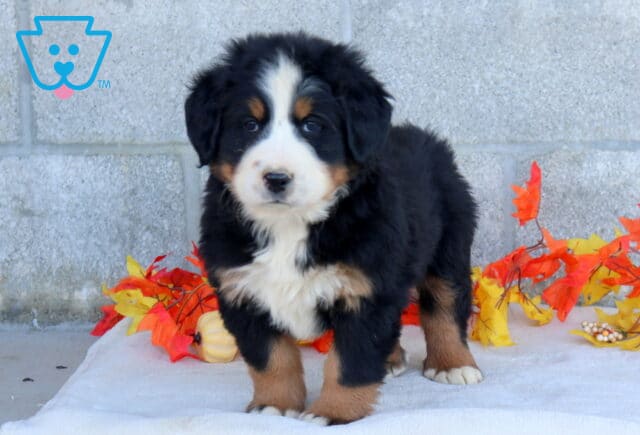 Brooklyn Bernese Mtn Dog2 image