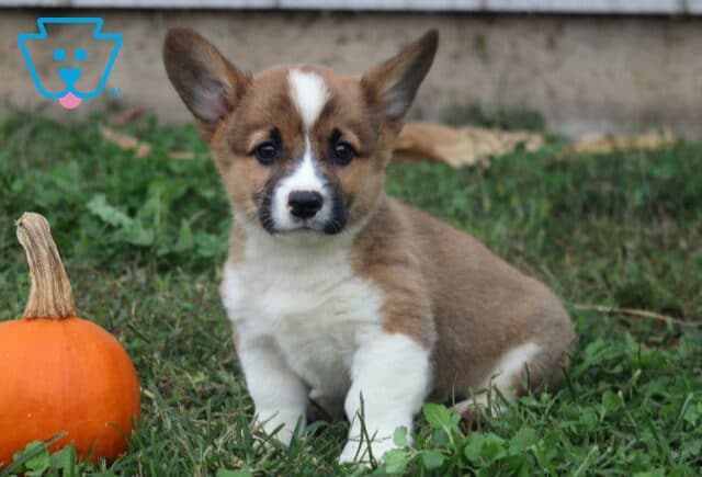 Bruno Corgi image