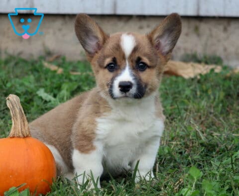 Bruno Corgi2