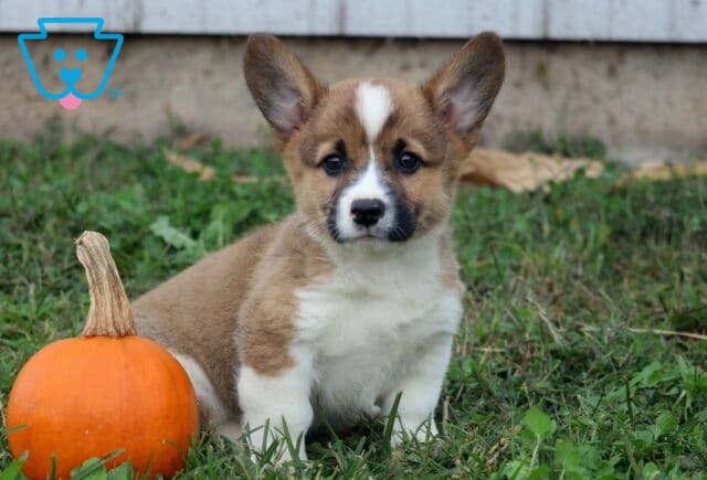Bruno Corgi2 image