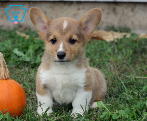 Brycen Corgi