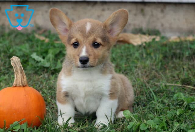 Brycen Corgi image
