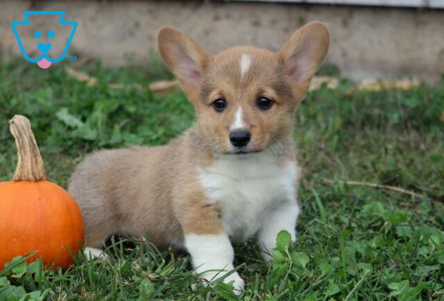 Brycen Corgi2 image