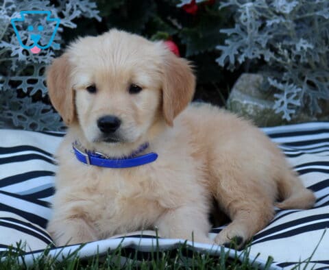 Buck Golden2