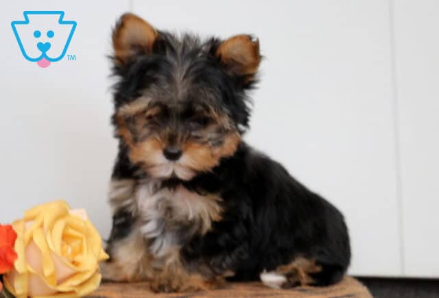 Bucky Yorkie image