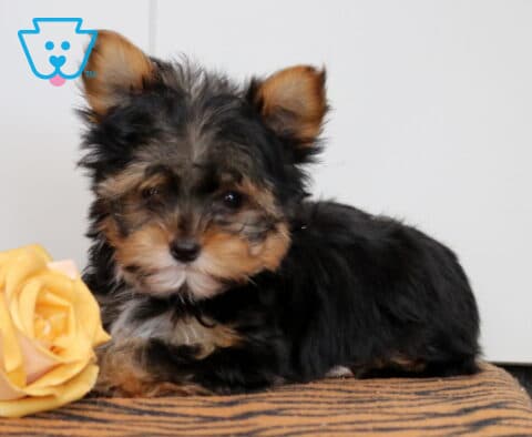 Bucky Yorkie2