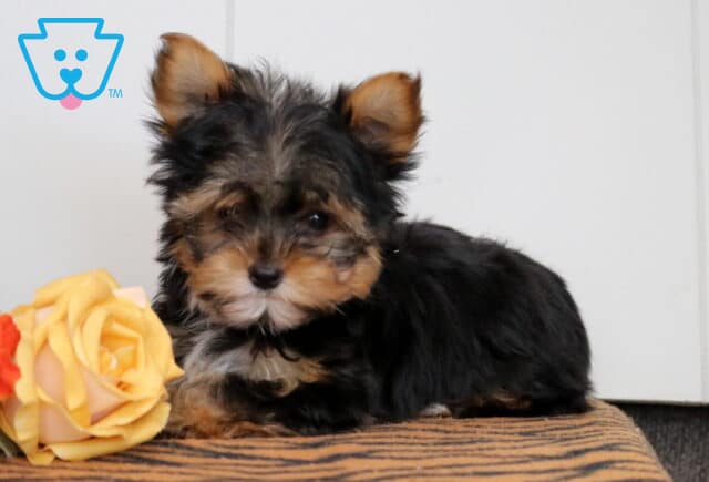Bucky Yorkie2 image
