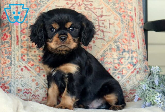 Buddy Cavalier image
