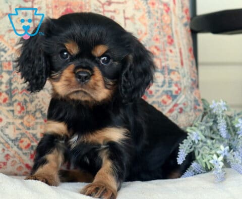 Buddy Cavalier2
