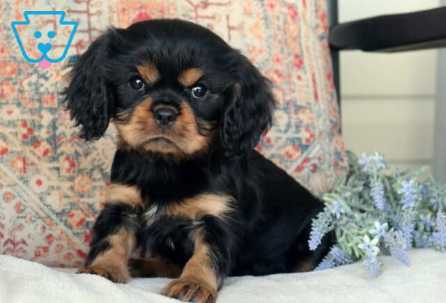 Buddy Cavalier2 image