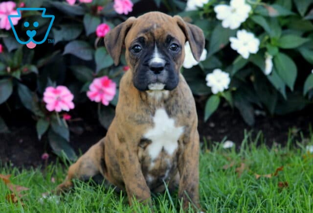 Buffy Boxer image