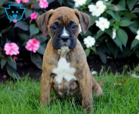 Buffy Boxer2