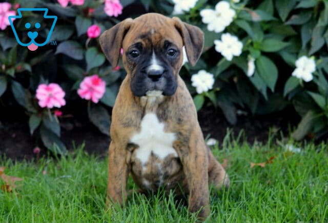 Buffy Boxer2 image