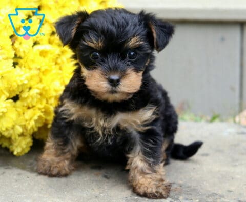 Buffy Yorkie Mix