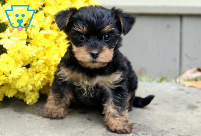 Buffy Yorkie Mix image