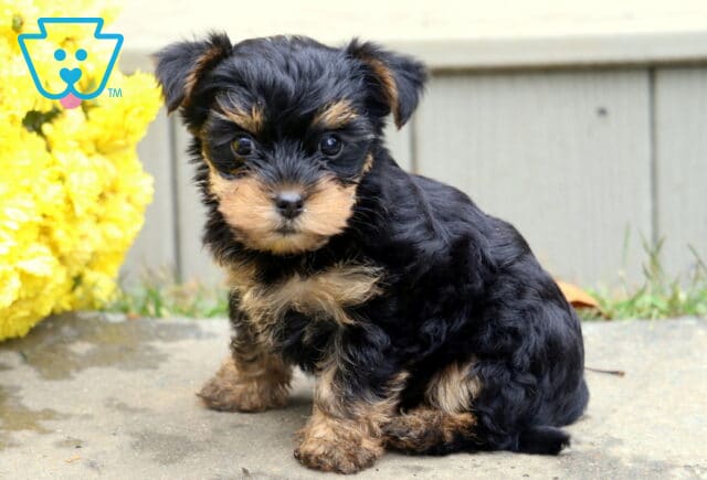 Buffy Yorkie Mix2 image