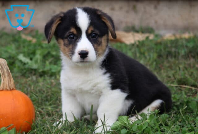 Buster Corgi image
