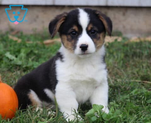 Buster Corgi2