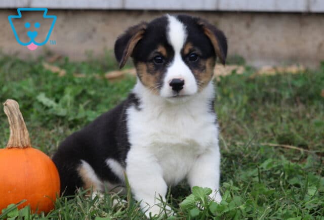 Buster Corgi2 image