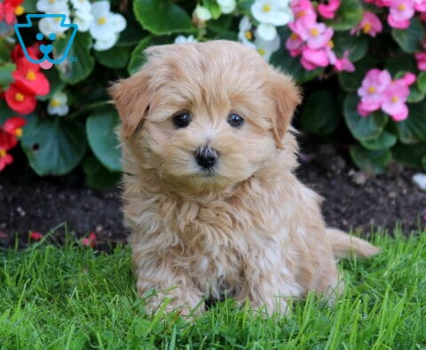 Buster Maltipoo
