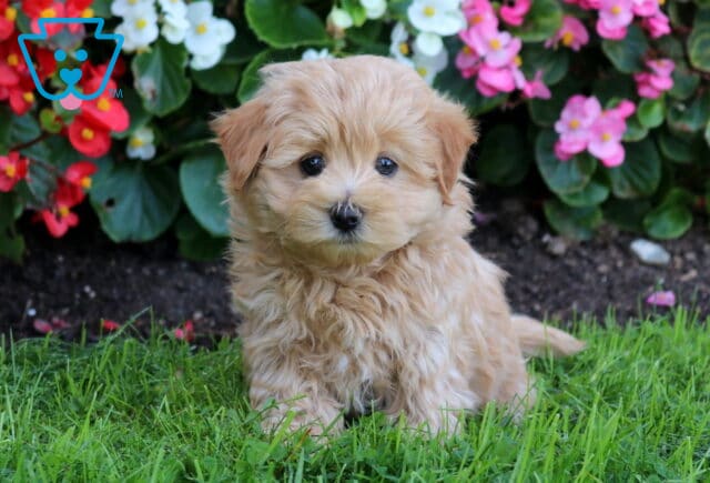 Buster Maltipoo image