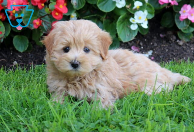 Buster Maltipoo2 image