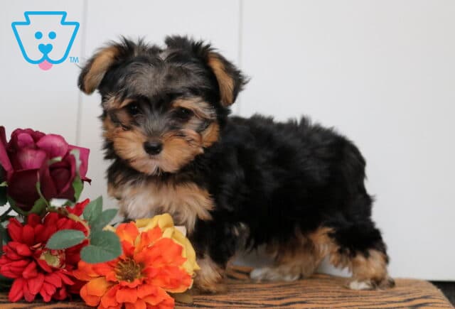 Buster Yorkie image