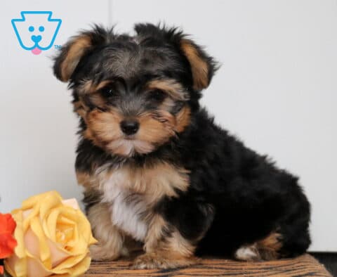 Buster Yorkie2