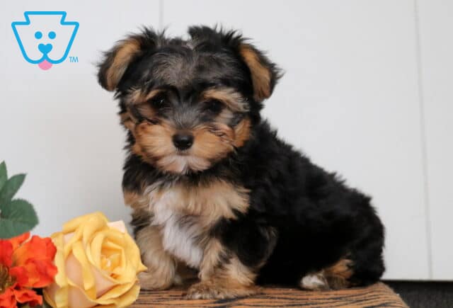 Buster Yorkie2 image