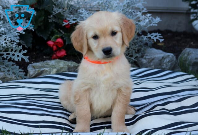 Buttercup Golden image