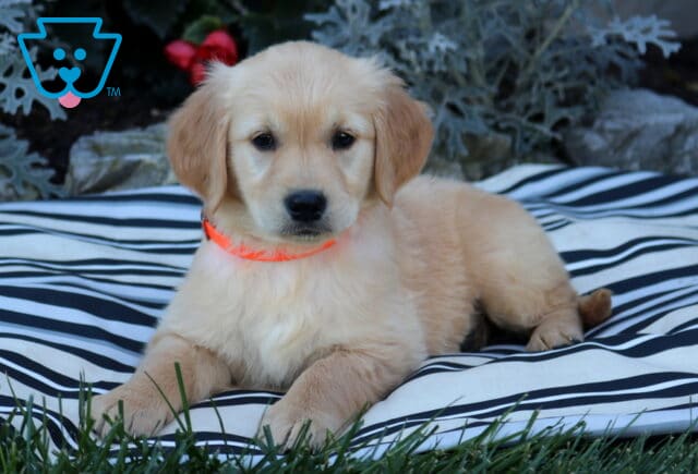 Buttercup Golden2 image
