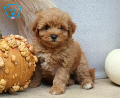 Carla Poodle Mix