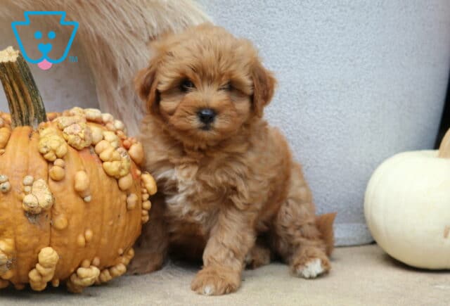 Carla Poodle Mix image